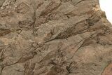 Eocrinoid (Ascocystites) Mortality Plate - Ordovician #305151-2